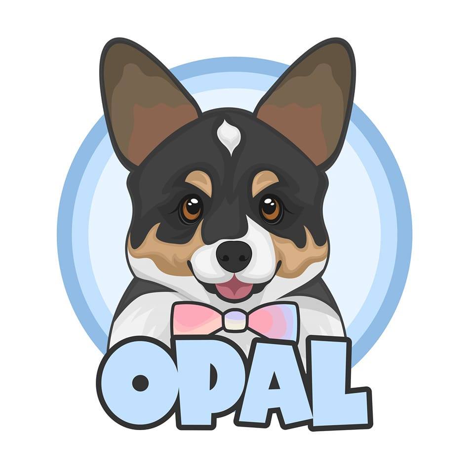 Opal The Fluffy Corgi